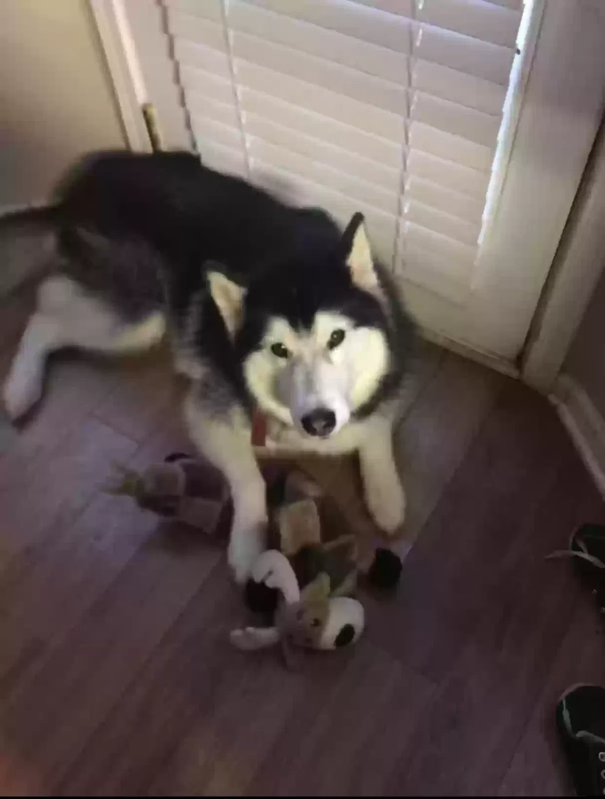 Lost dog in Mooresville, NC, 28115