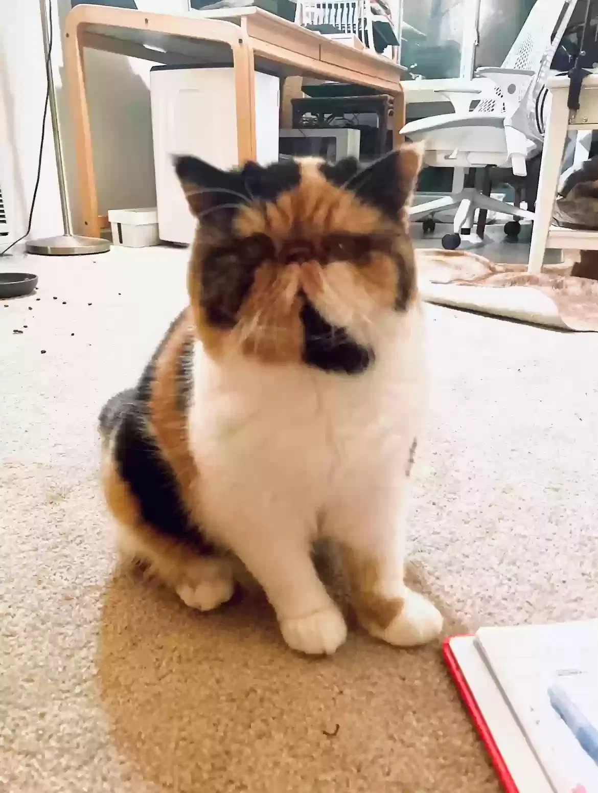 Lost cat in Sacramento, CA, 95820