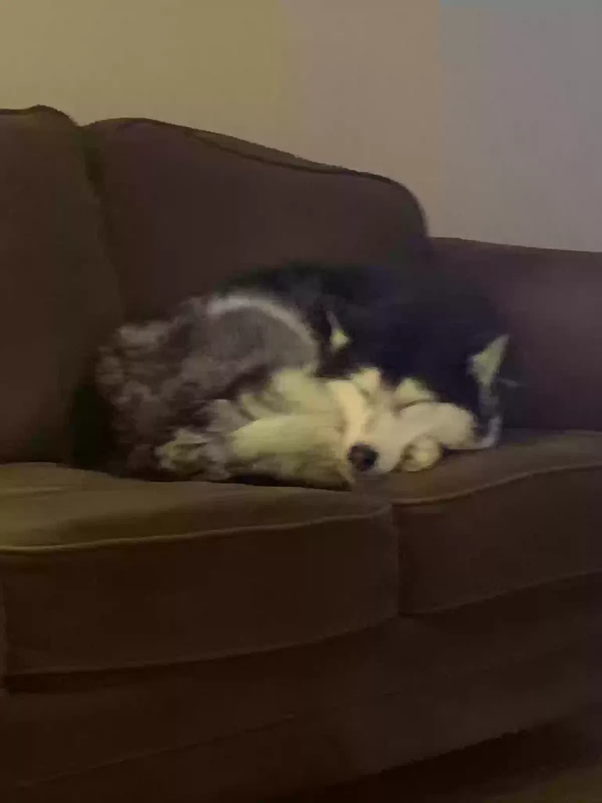 Found dog in Mooresville, NC, 28115