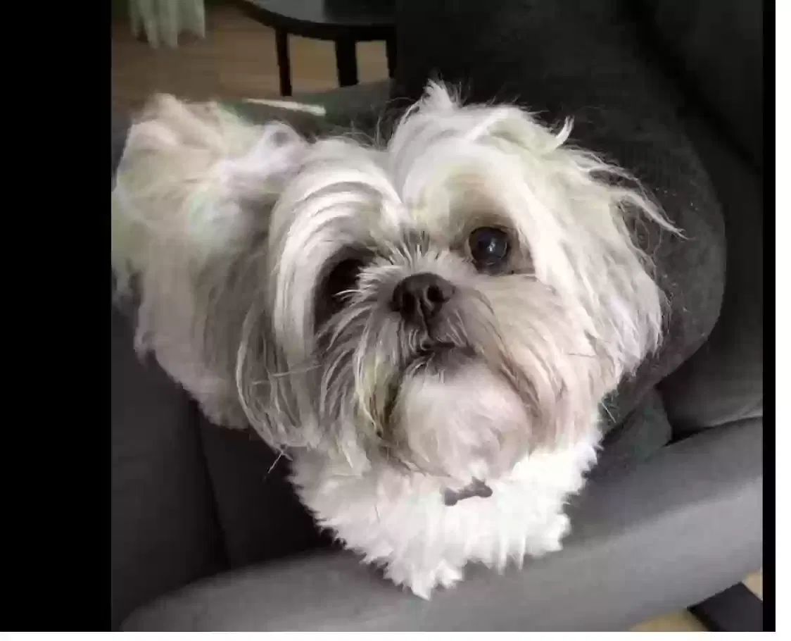Lost dog in Baltimore, MD, 21210