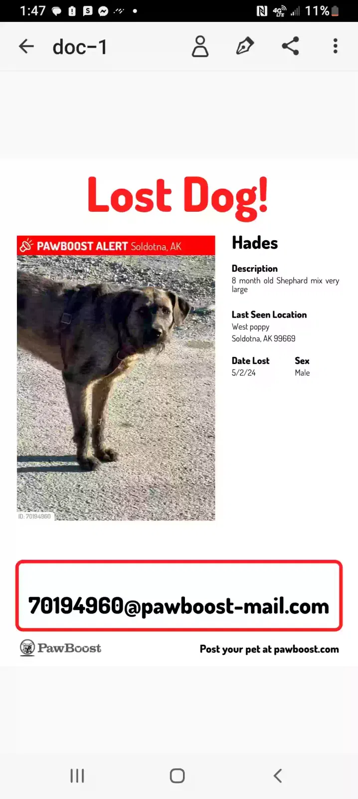 Lost dog in Kasilof, AK, 99610