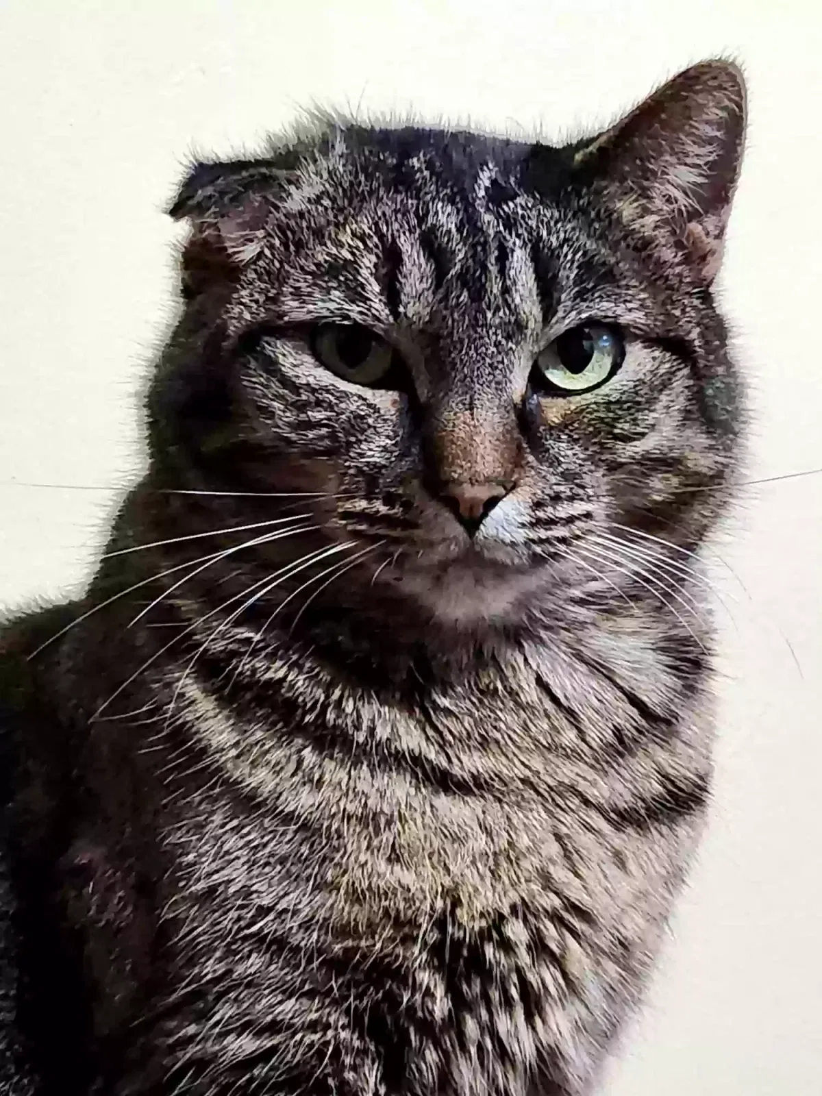 Lost cat in Springfield, MO, 65802