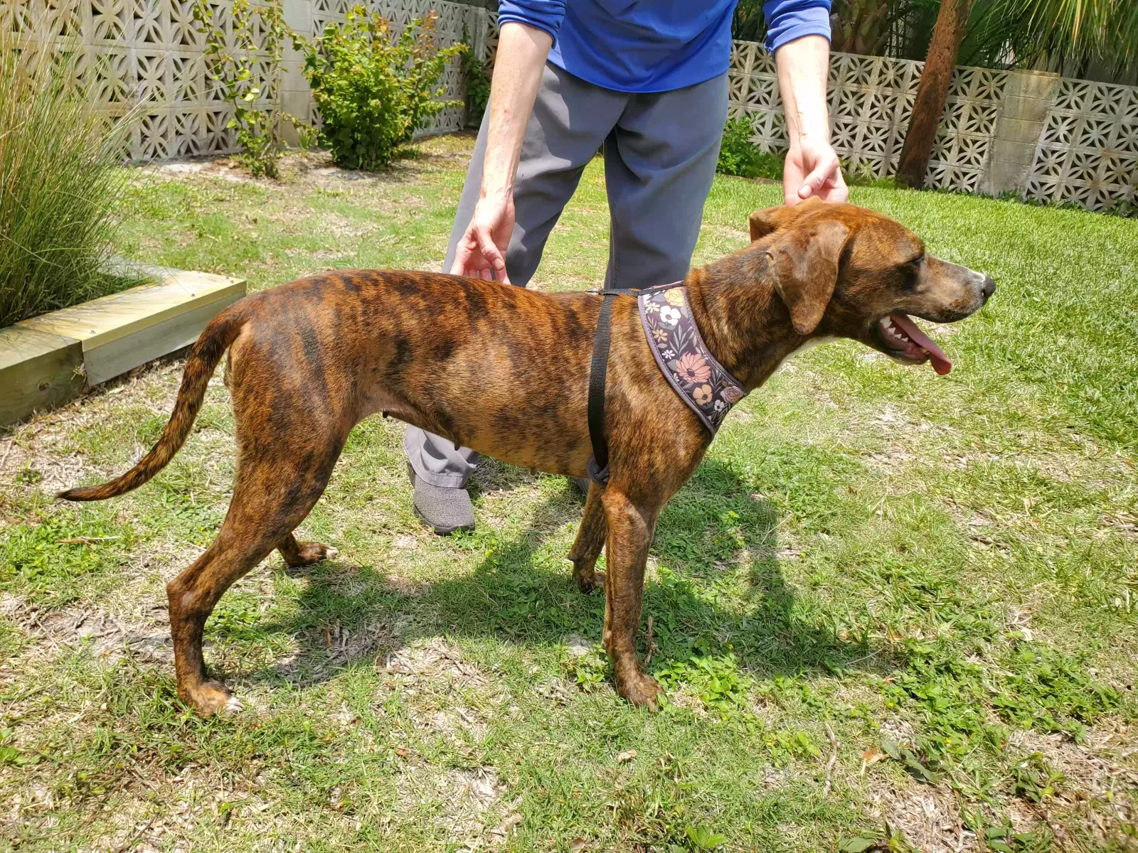 Found dog in Rockport, TX, 78382