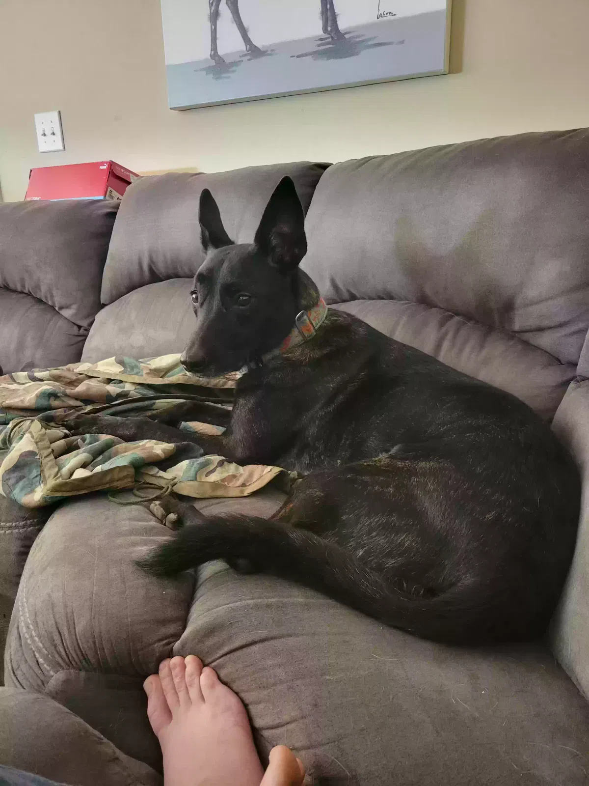 Lost dog in Kernersville, NC, 27284