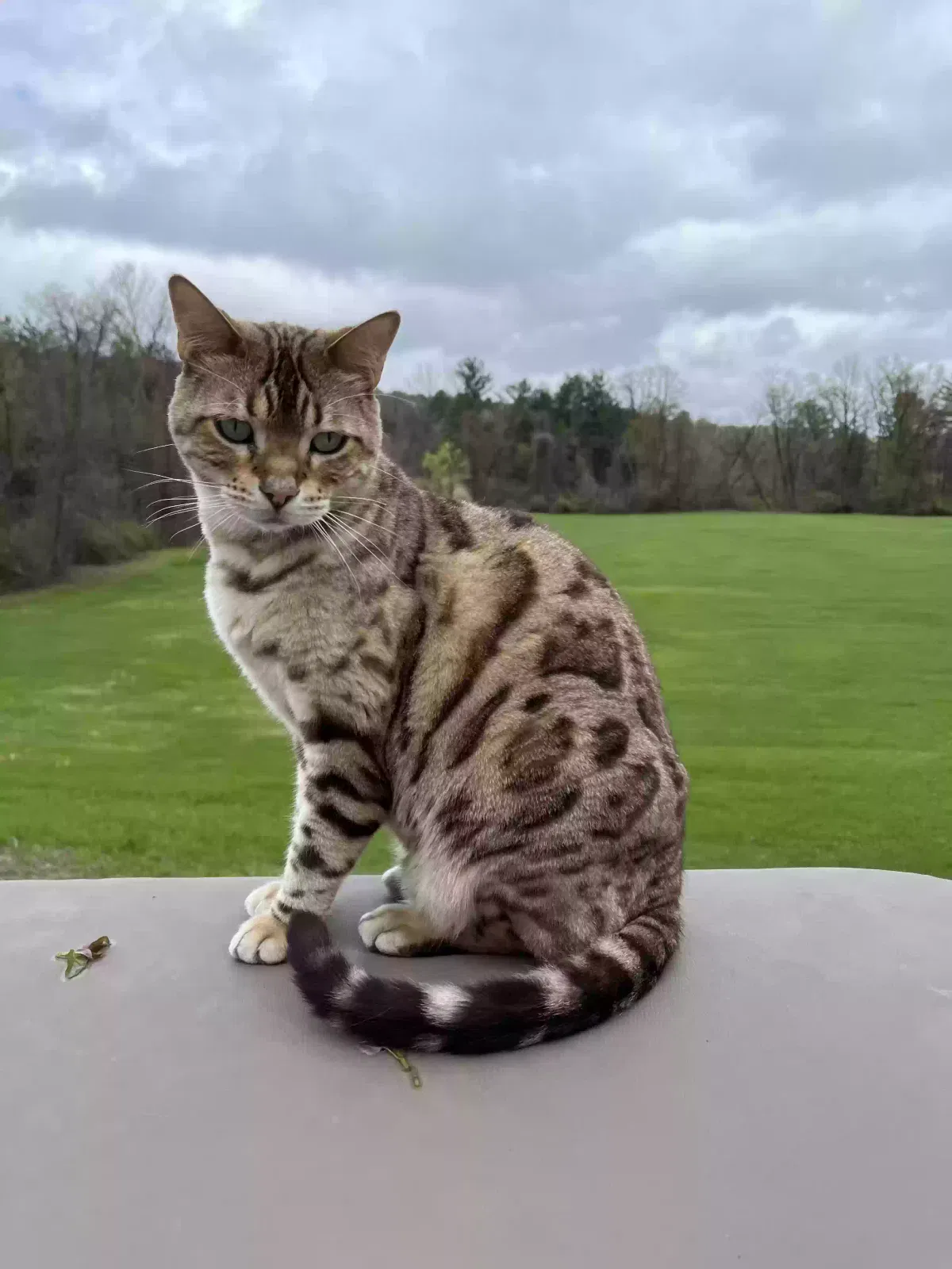 Lost cat in Tilton, NH, 3276