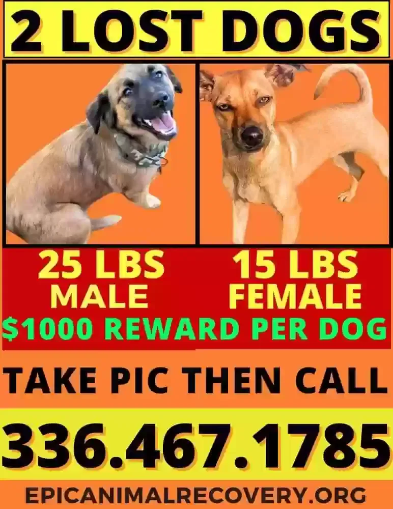 Lost dog in Yadkinville, NC, 27055
