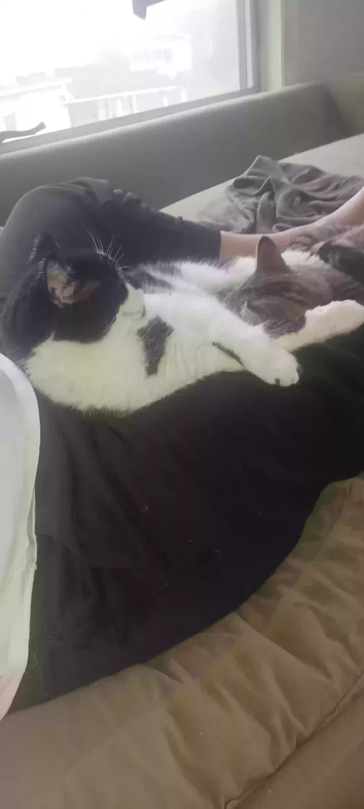 Lost cat in Mansfield, OH, 44906