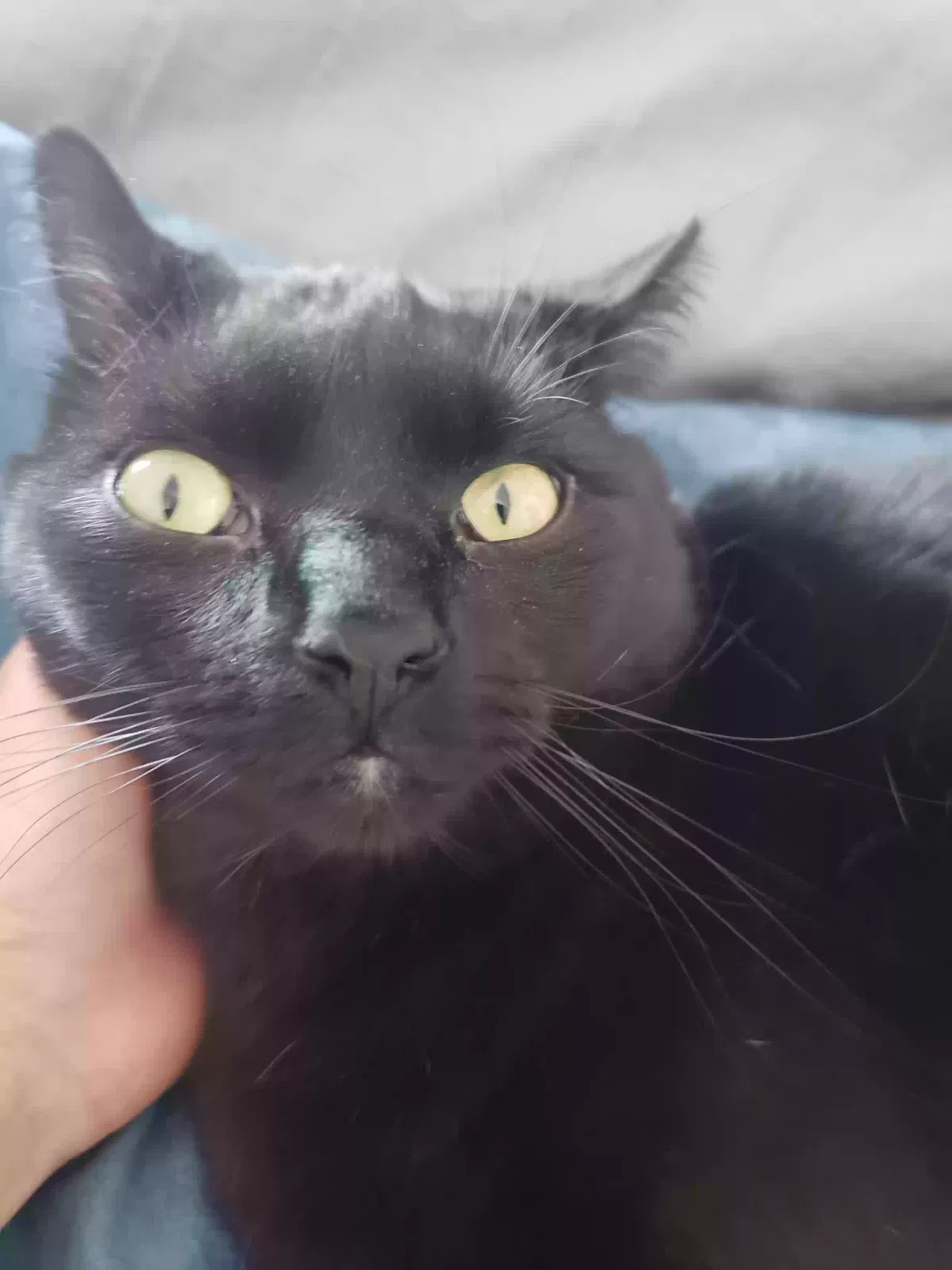 Lost cat in Victorville, CA, 92392