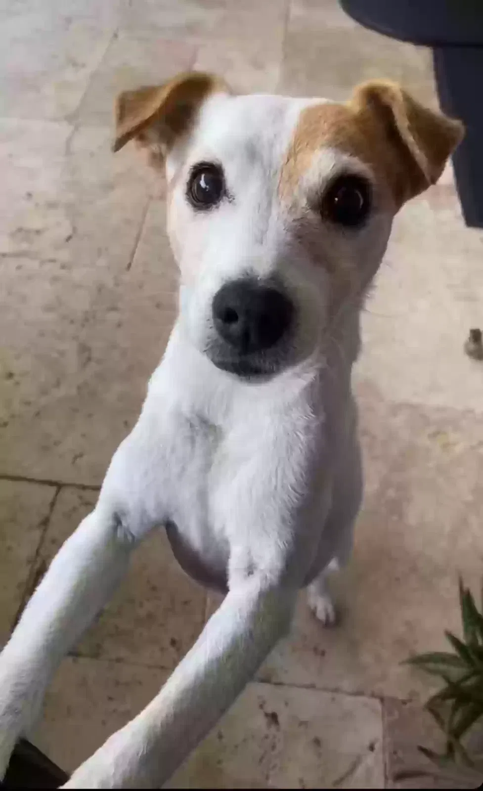 Lost dog in Fort Lauderdale, FL, 33305