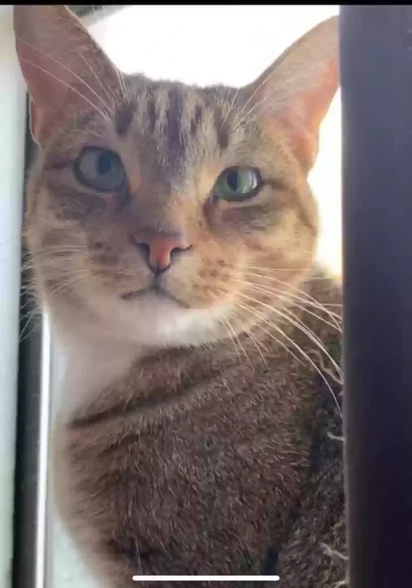 Lost cat in Benton, AR, 72015