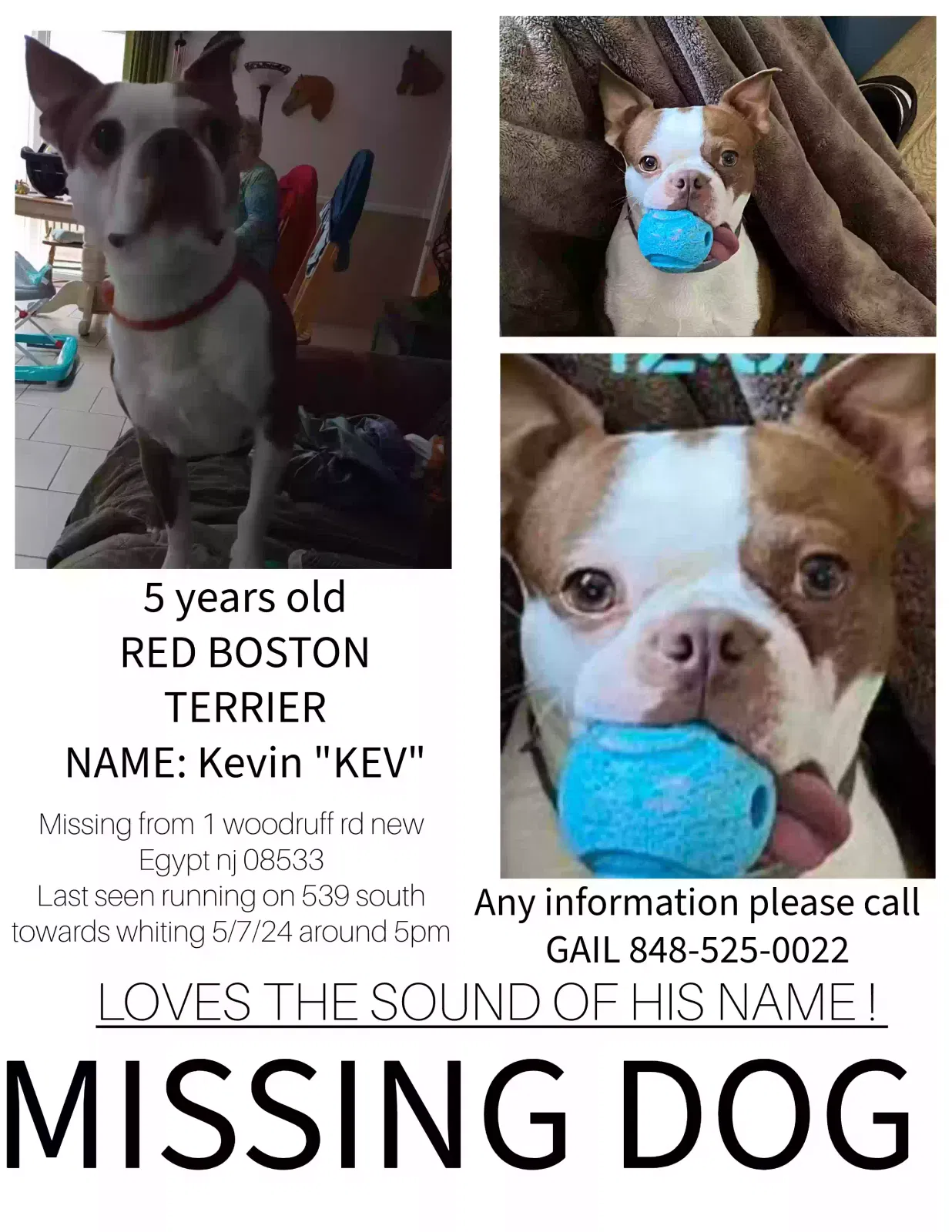 Lost dog in New Egypt, NJ, 8533