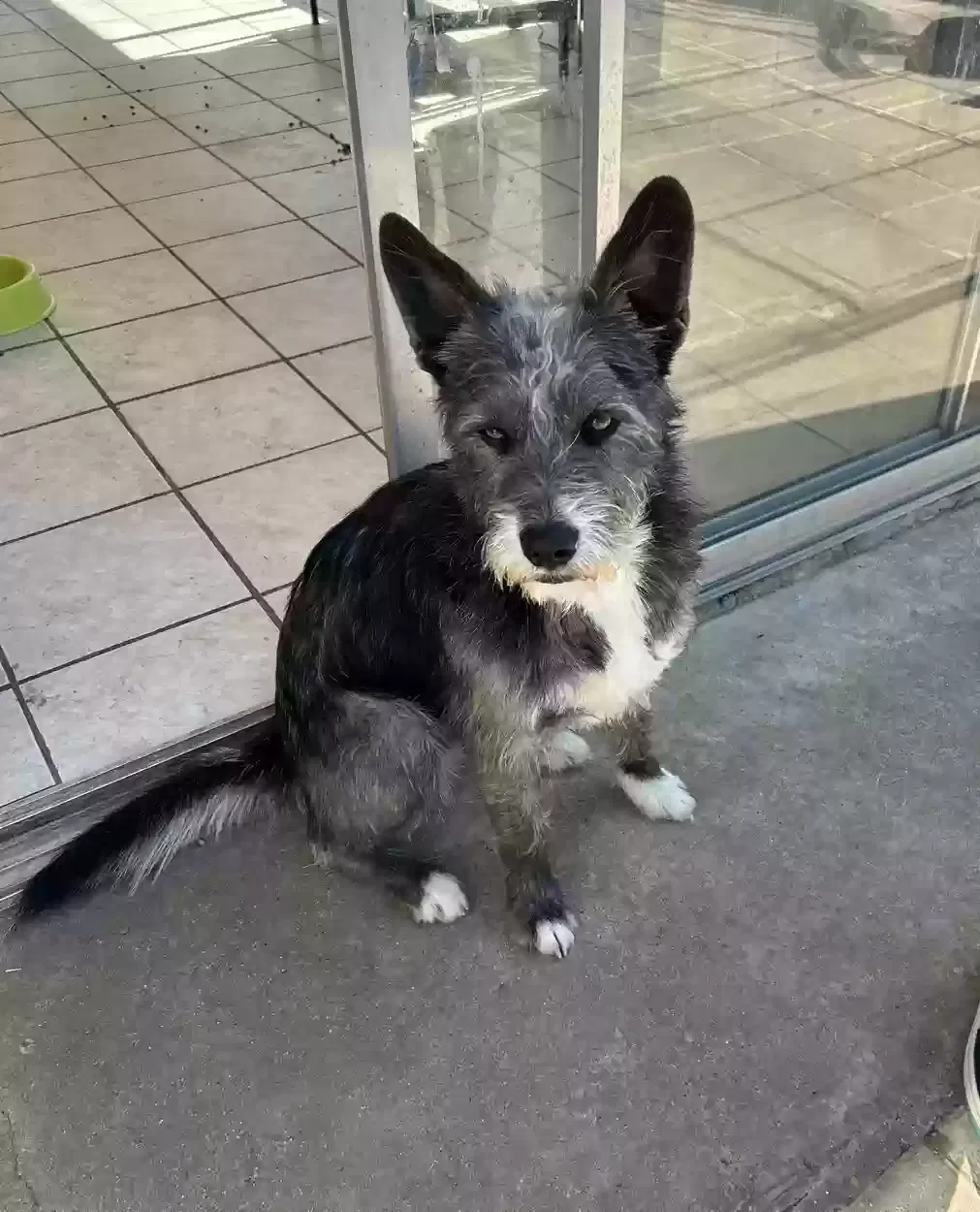 Lost dog in Arlington, TX, 76018
