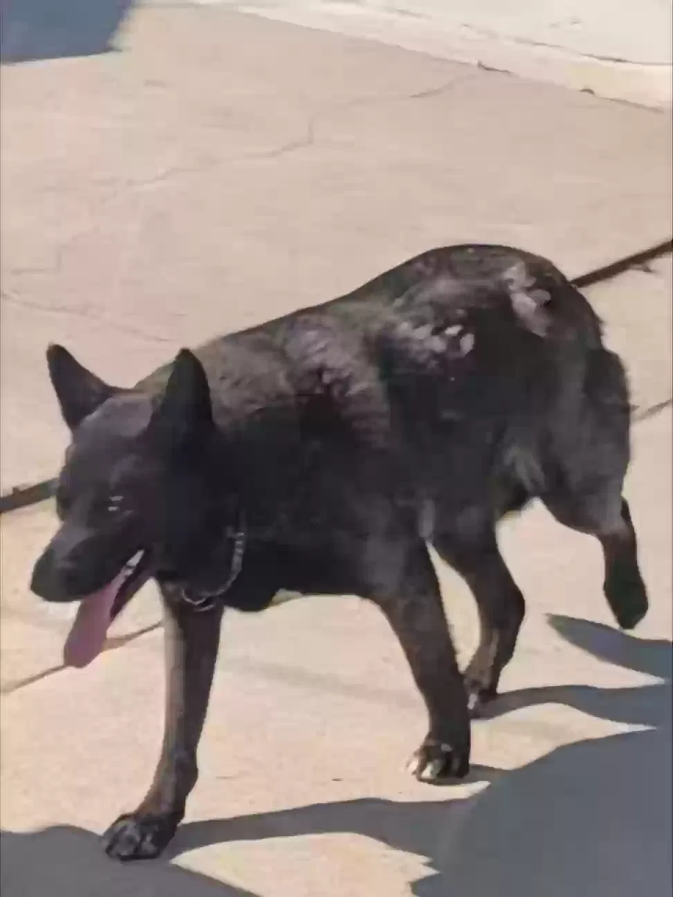 Lost dog in San Diego, CA, 92139