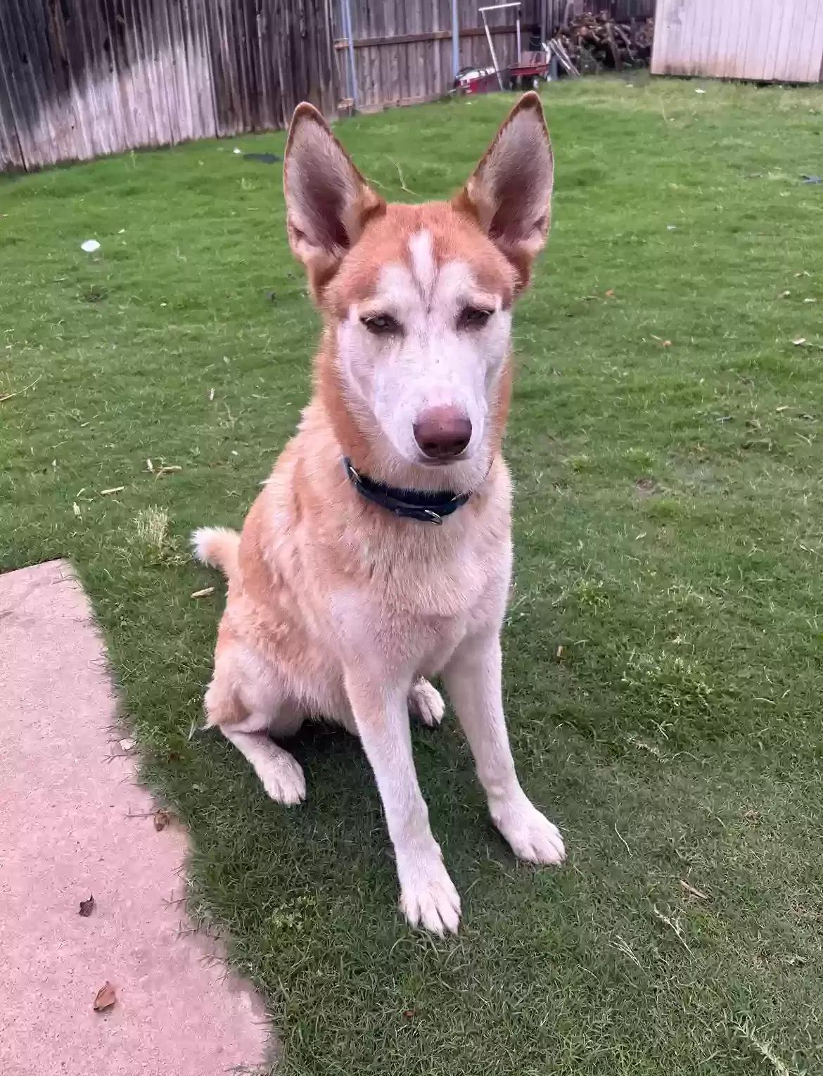 Lost dog in Arlington, TX, 76018