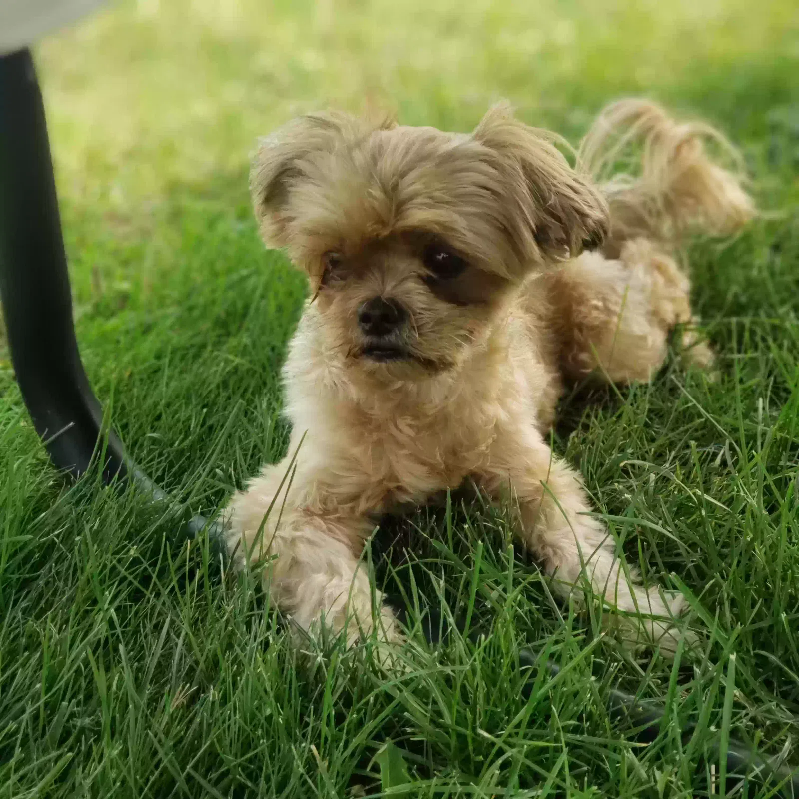 Lost dog in Muskegon, MI, 49445