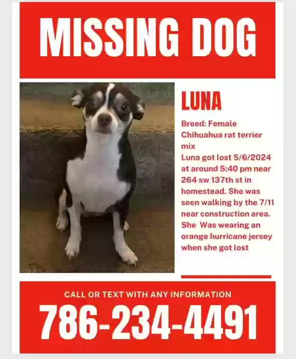 Lost dog in Homestead, FL, 33032