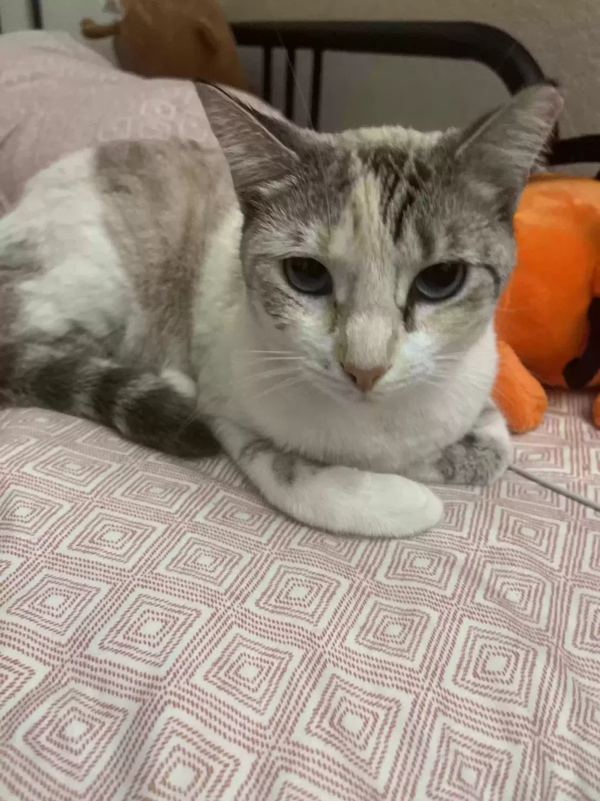 Lost cat in San Antonio, TX, 78245