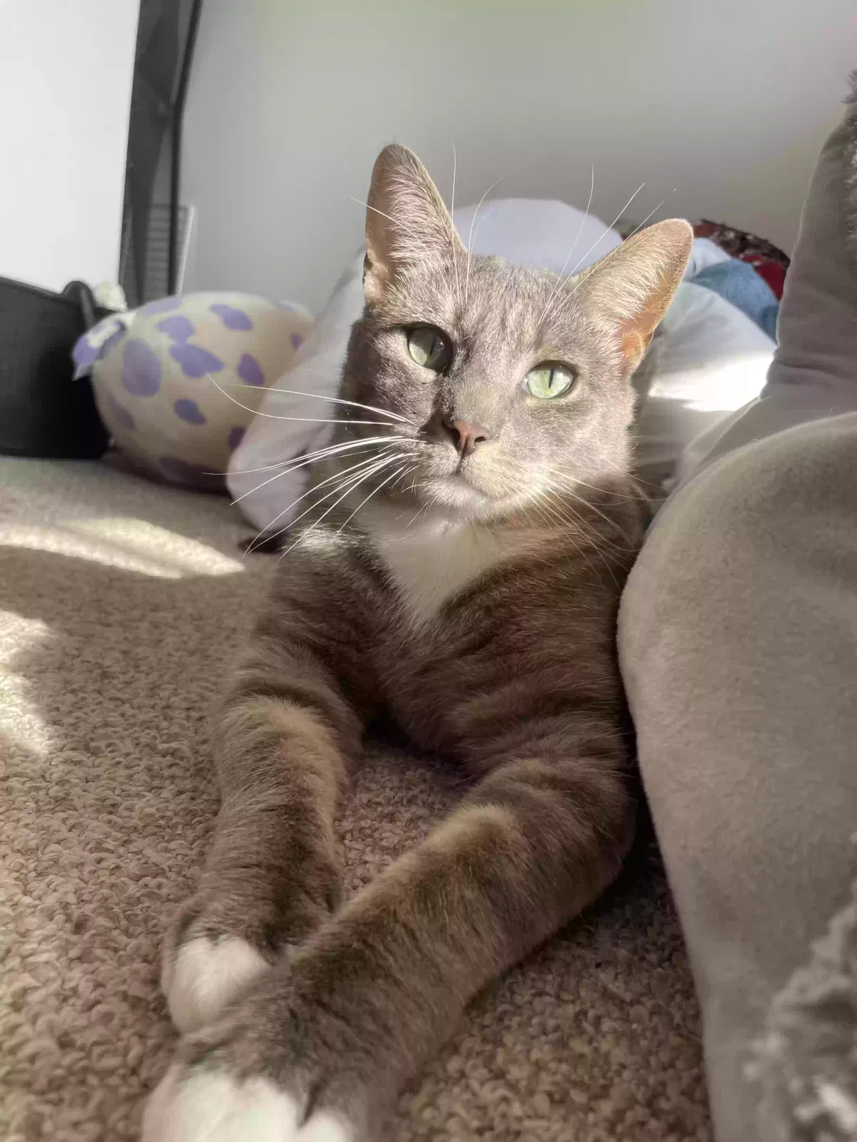 Lost cat in Westport, CT, 6880