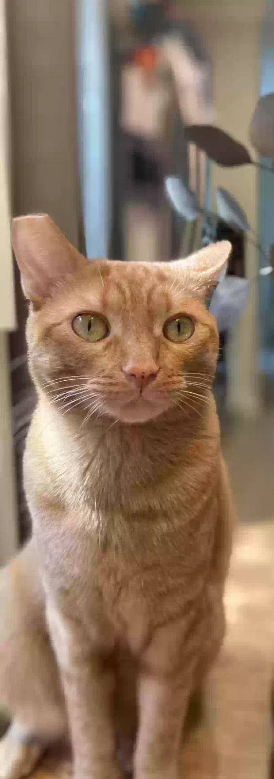 Lost cat in Martinez, CA, 94553