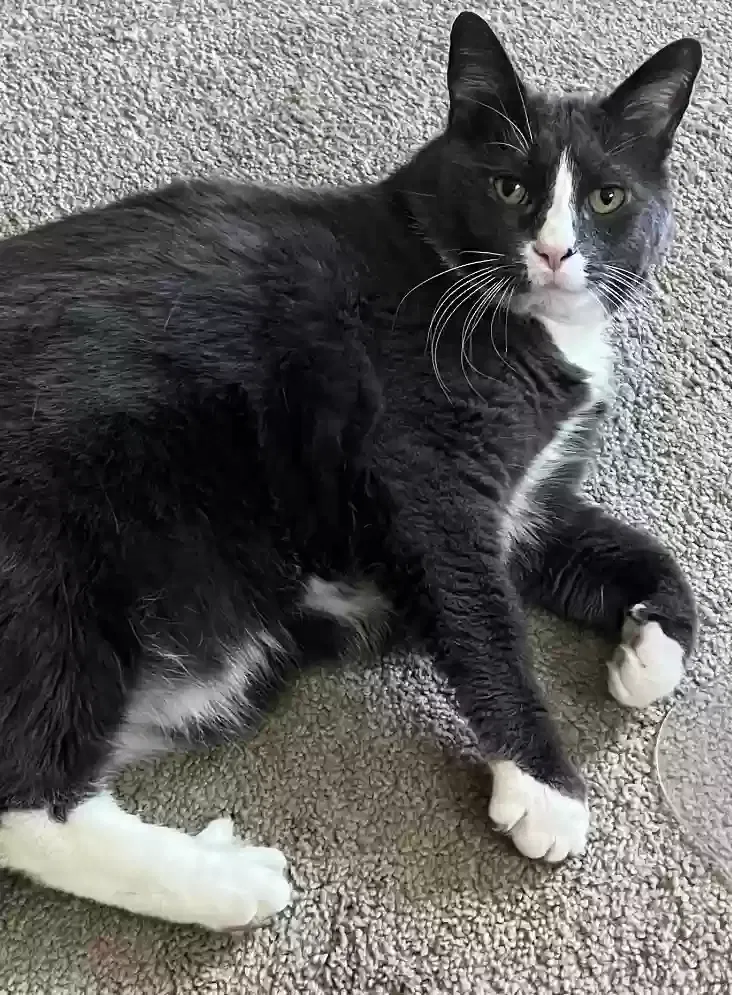 Lost cat in Salem, CT, 6420