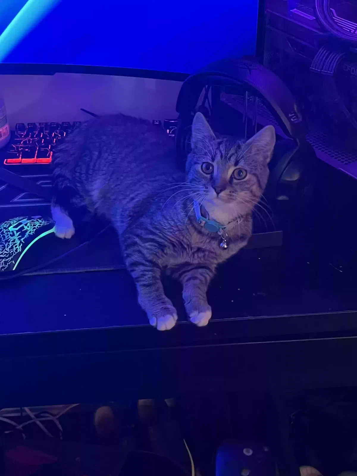 Lost cat in Kernersville, NC, 27284