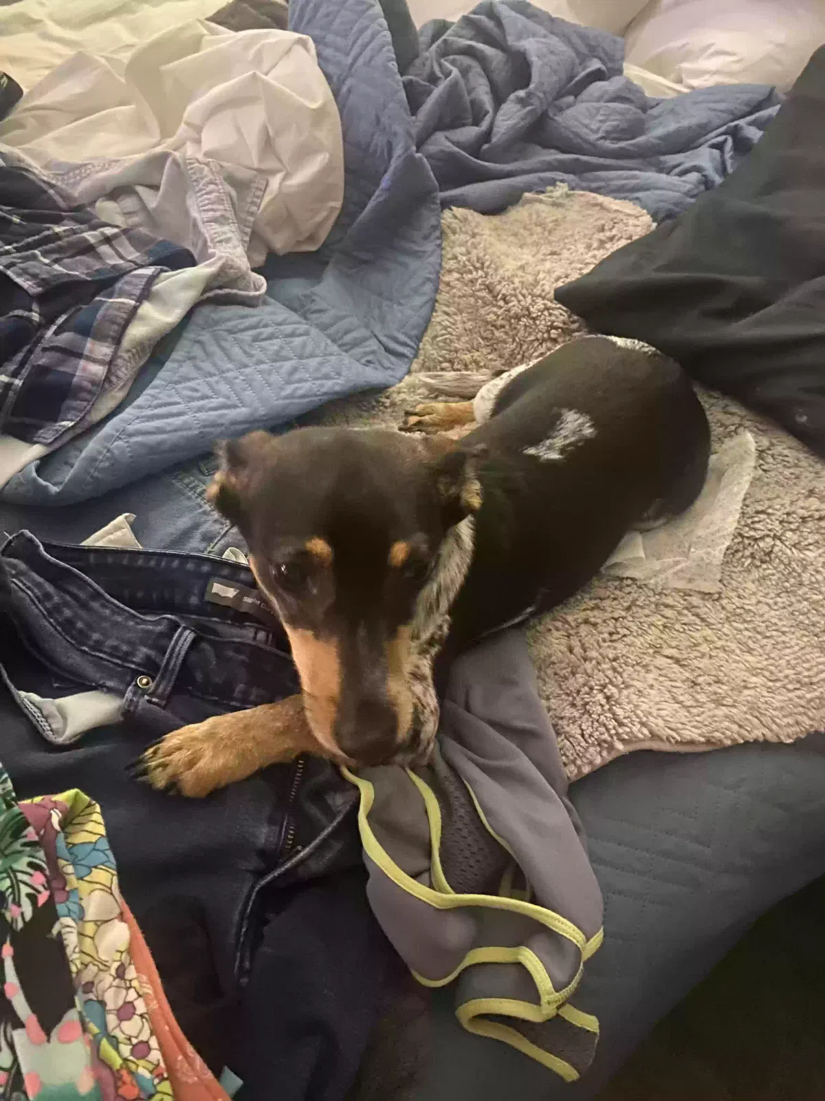 Found dog in Florissant, MO, 63031