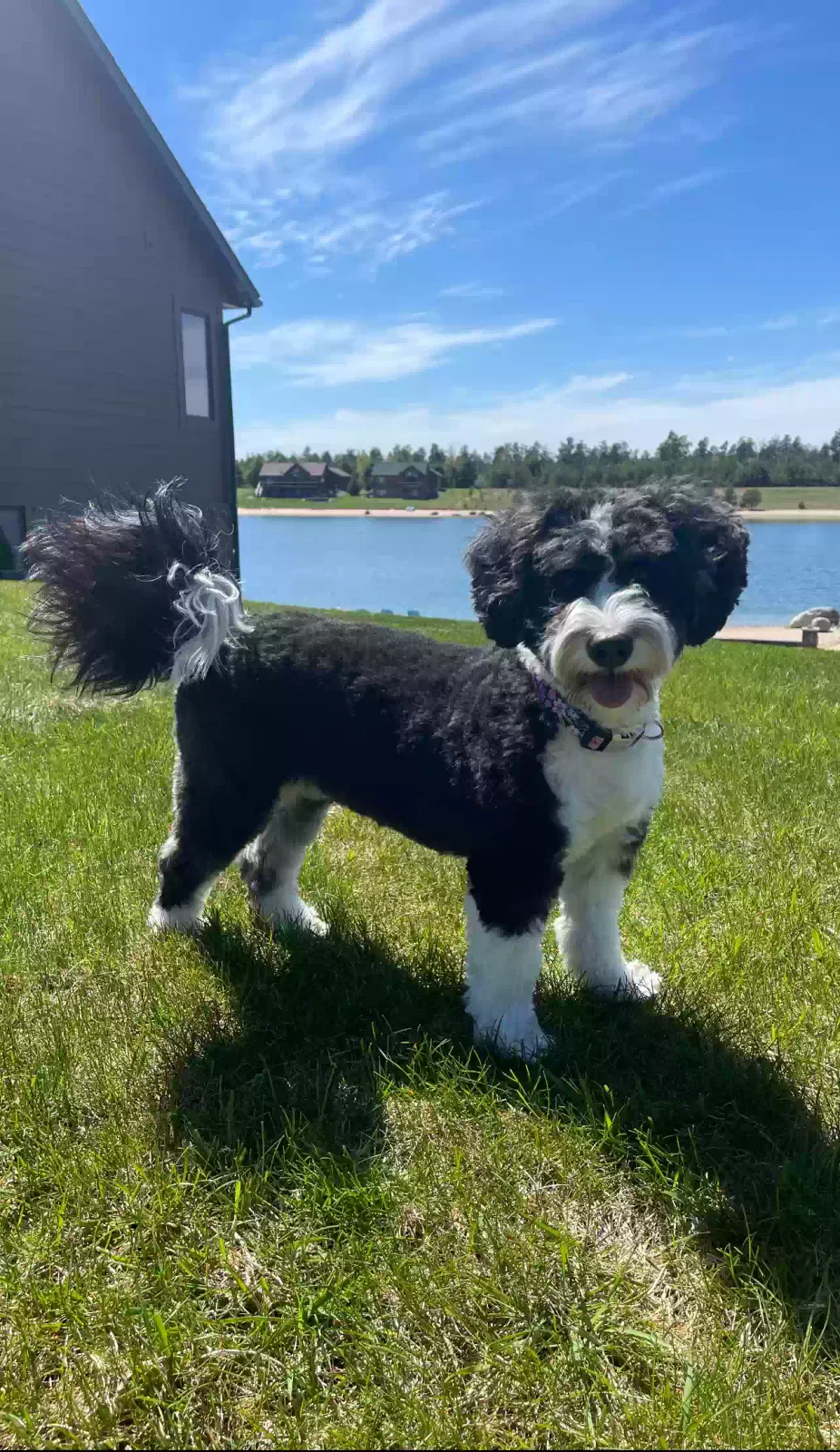 Lost dog in Plainfield, IL, 60585