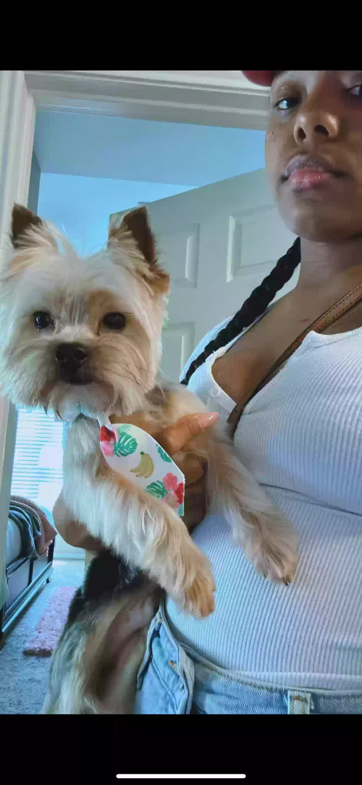 Lost dog in Houston, TX, 77043