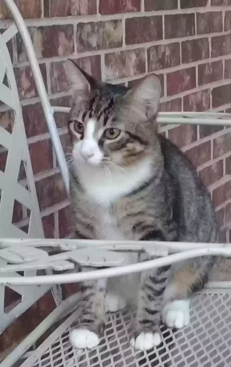 Lost cat in Little Rock, AR, 72204