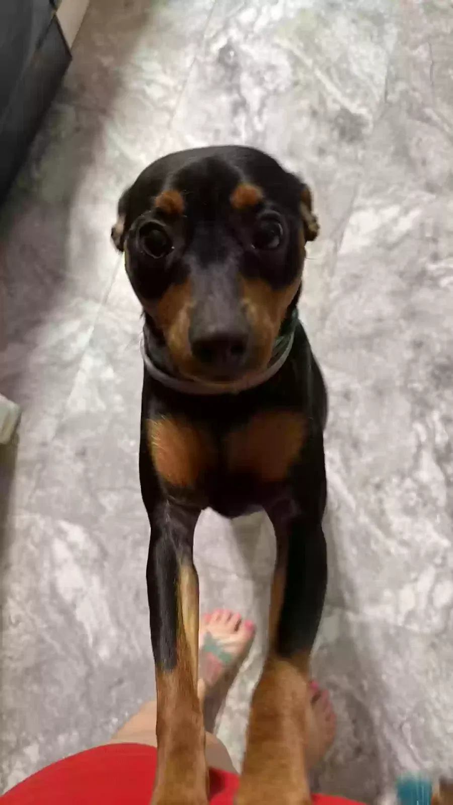 Lost dog in Bushnell, FL, 33513