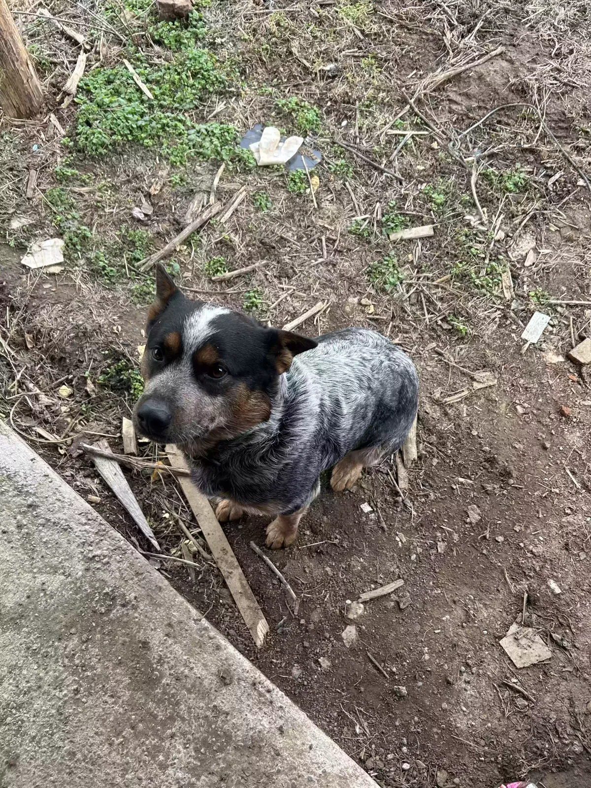 Lost dog in Coxs Creek, KY, 40013