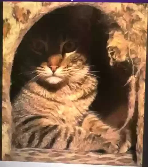 Lost cat in Berkeley, CA, 94708
