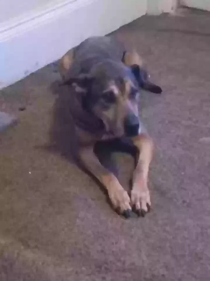 Lost dog in Syracuse, NY, 13203