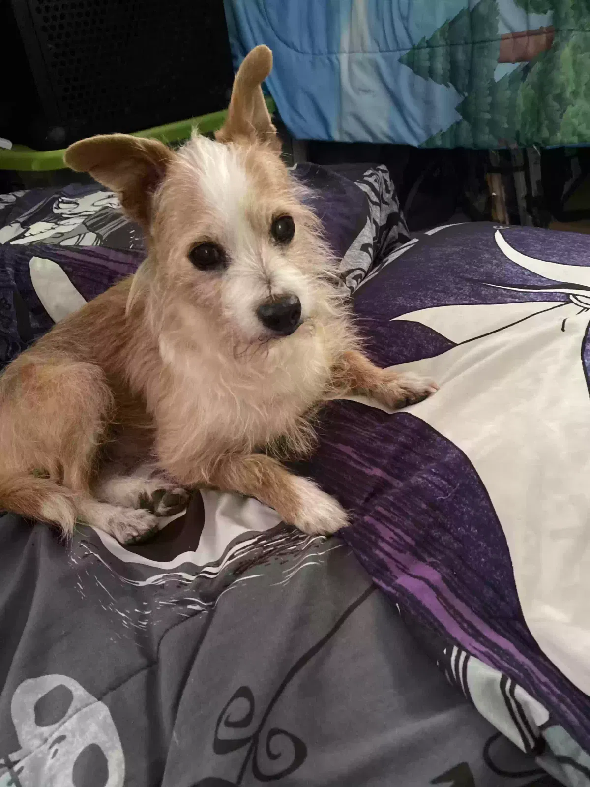 Lost dog in Santa Ana, CA, 92704