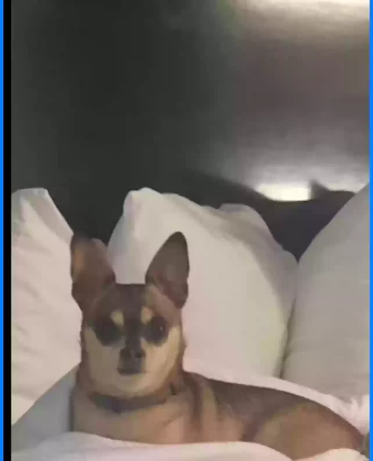 Lost dog in New Kent, VA, 23124