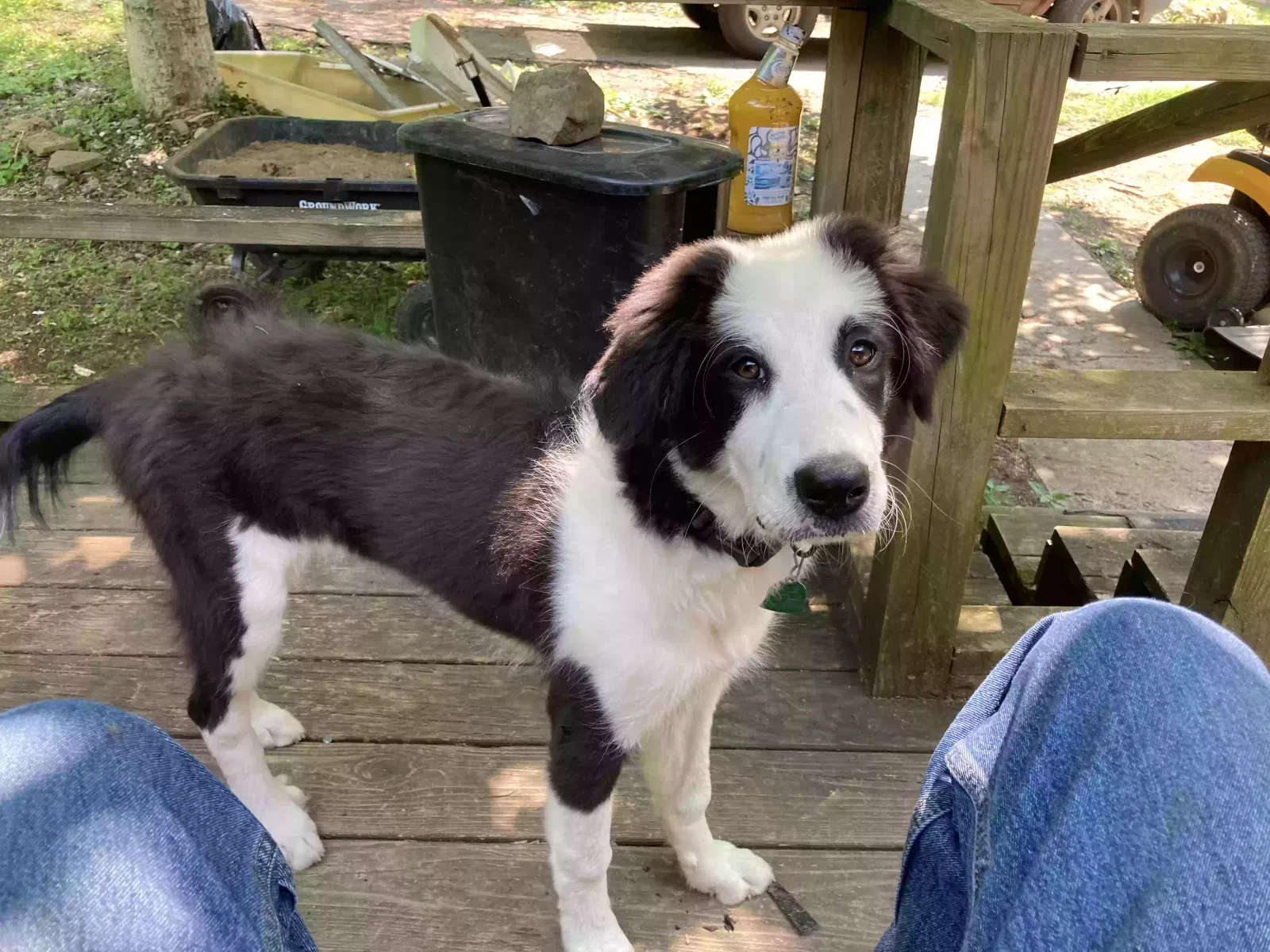 Lost dog in Oliver Springs, TN, 37840