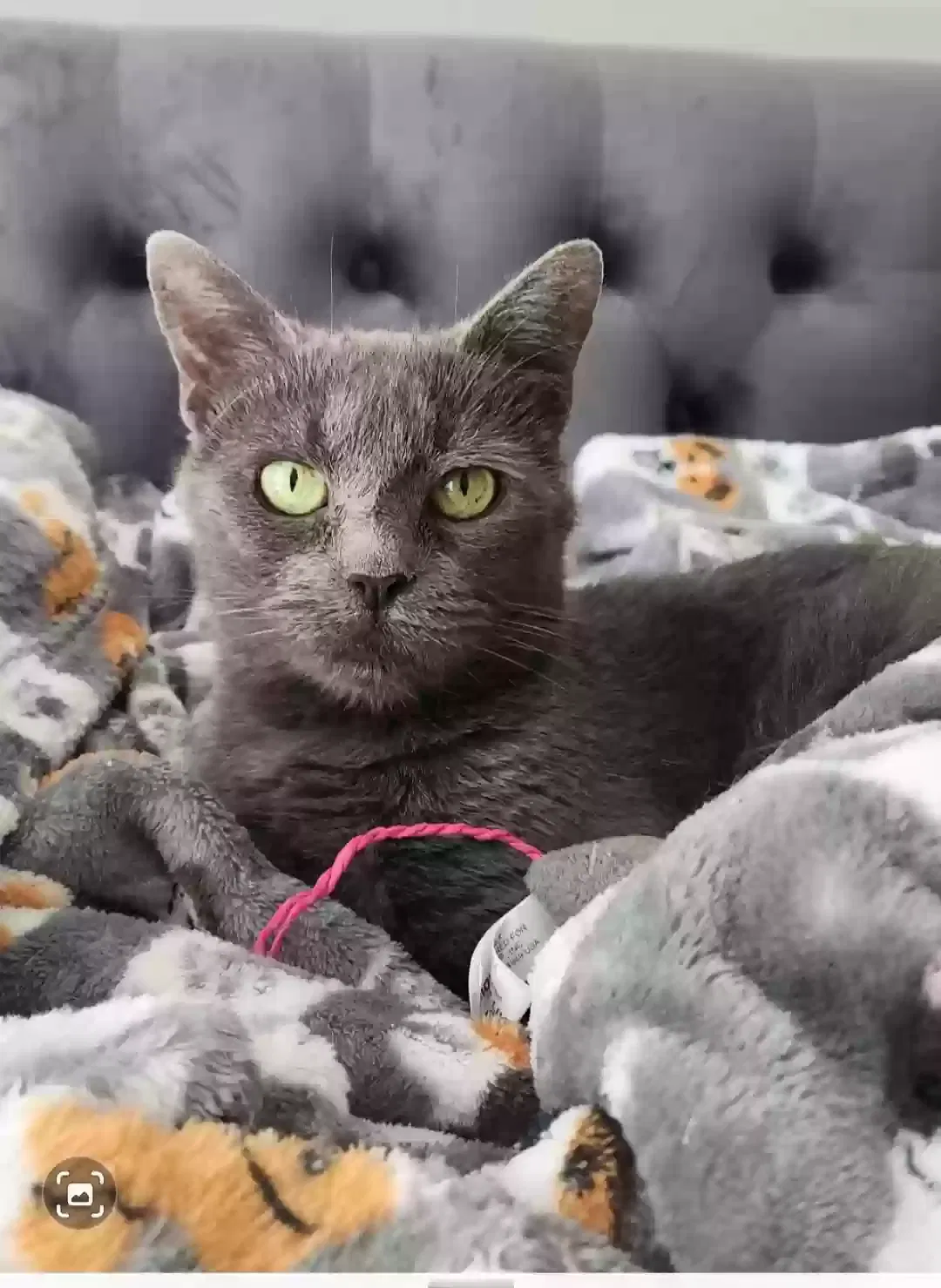 Lost cat in Lake Dallas, TX, 75065