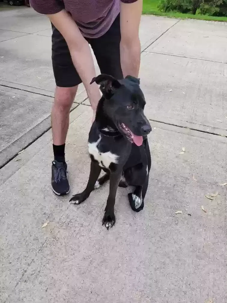 Found dog in Naperville, IL, 60540
