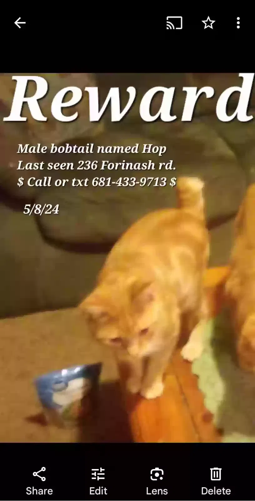 Lost cat in Weston, WV, 26452