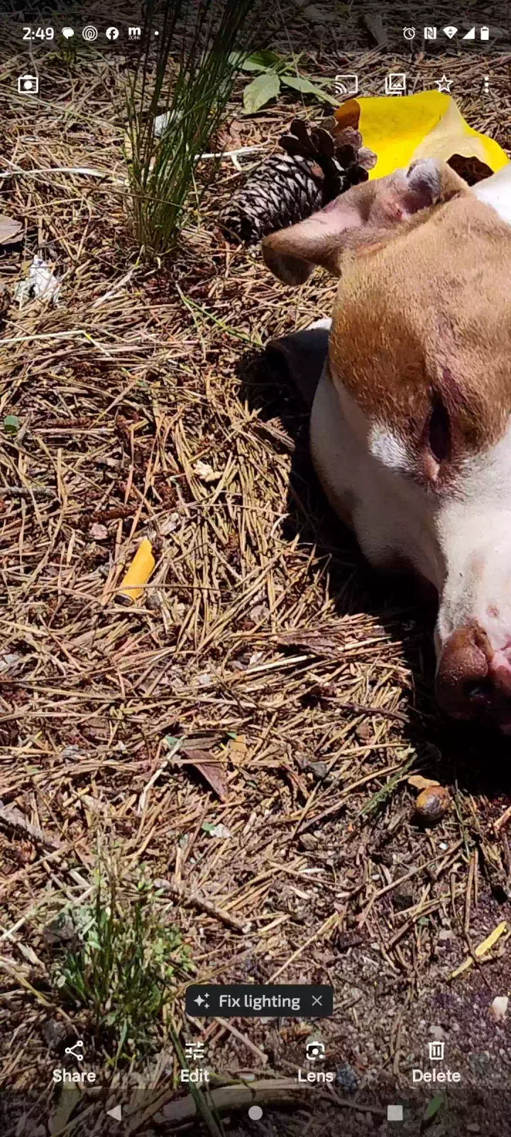 Found dog in Anderson, SC, 29621