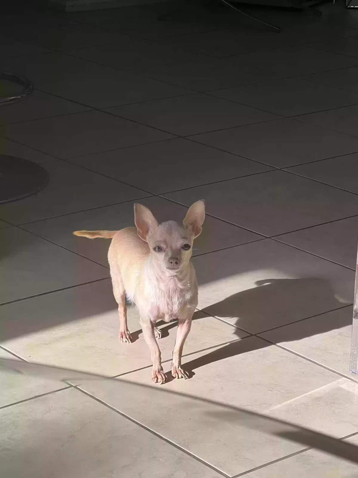 Lost dog in Avondale, AZ, 85323