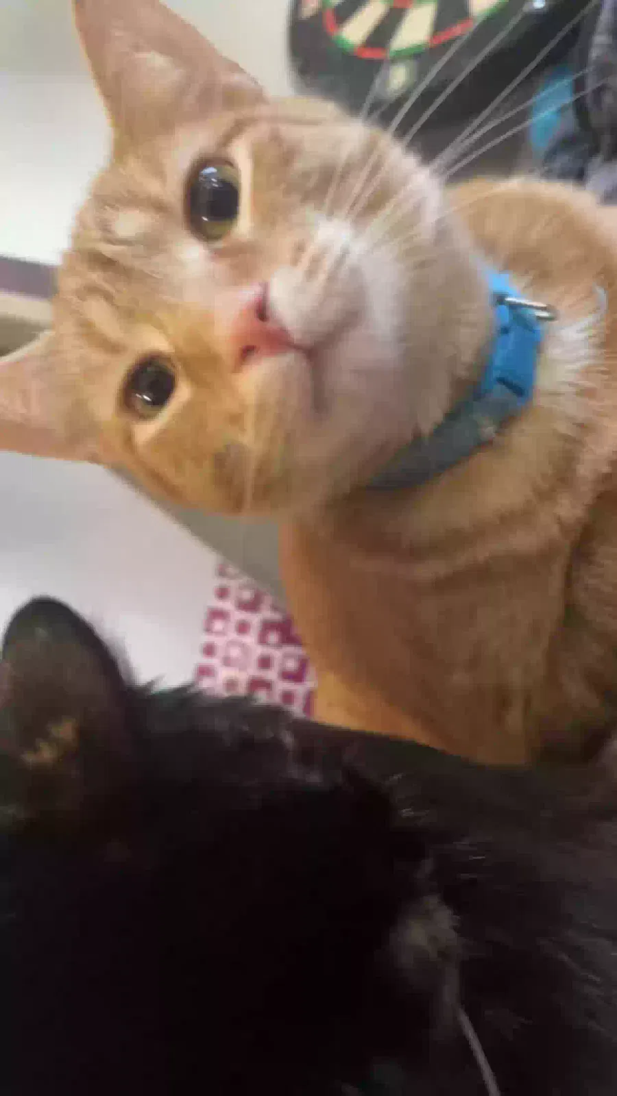 Lost cat in Greenwood, IN, 46142
