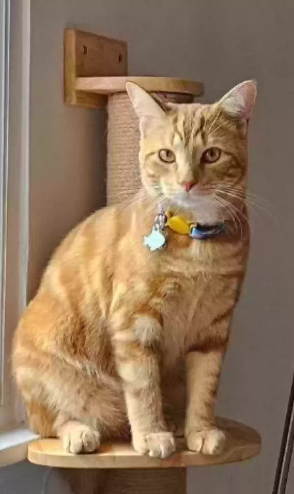 Lost cat in Alexandria, VA, 22305