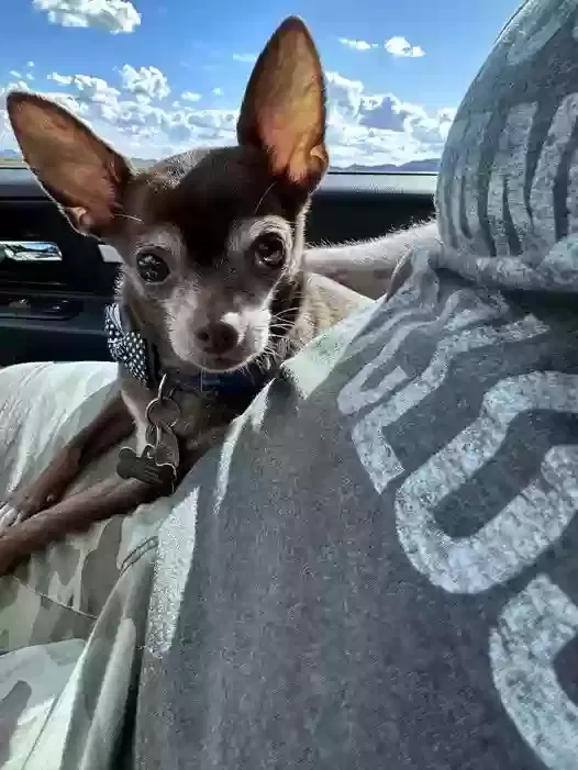 Lost dog in Glendale, AZ, 85301