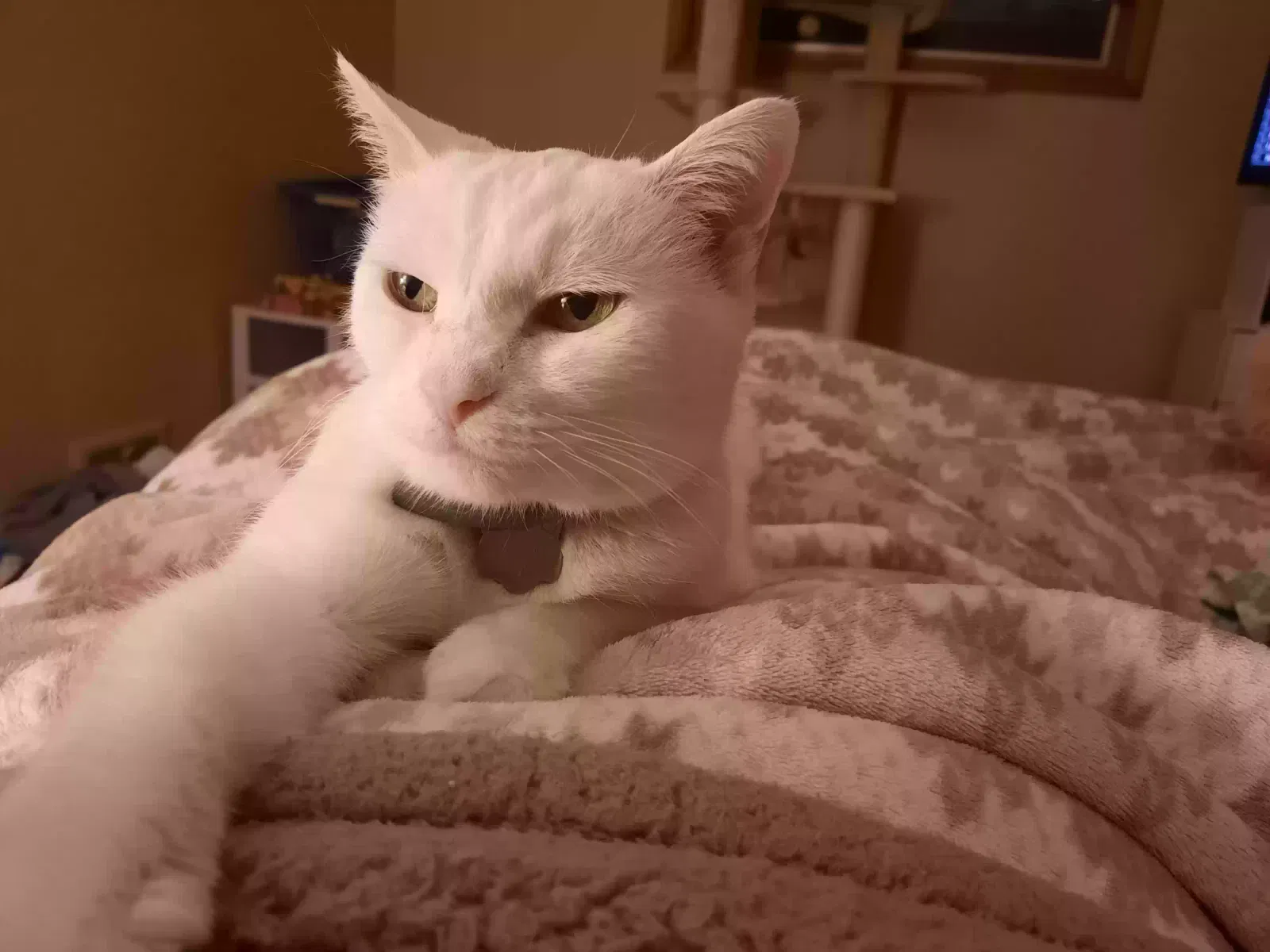 Lost cat in Butler, PA, 16002