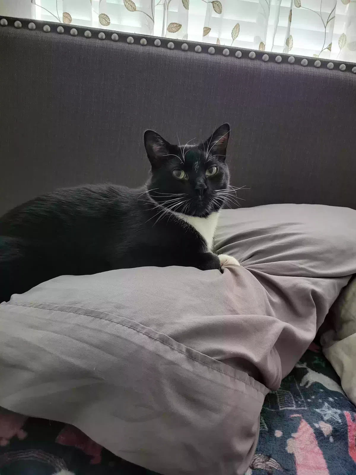 Lost cat in Riverdale, GA, 30274