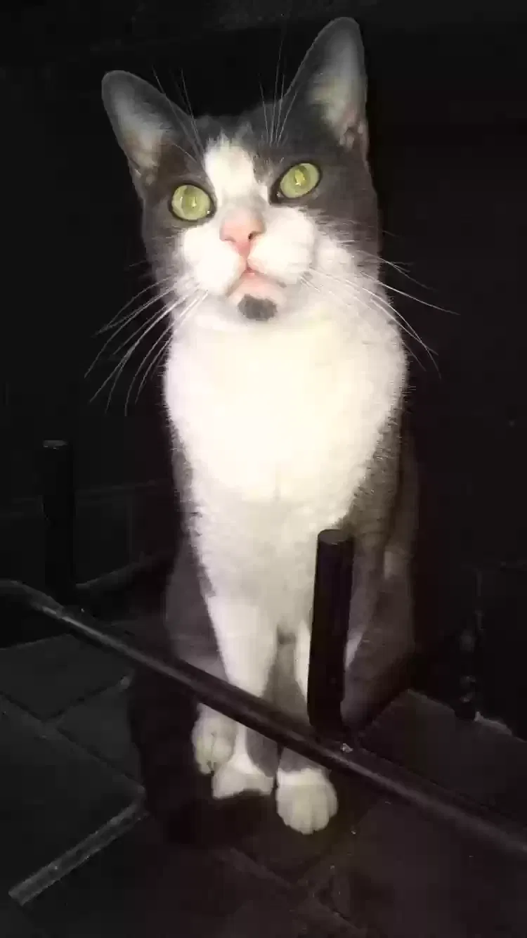 Lost cat in Lubbock, TX, 79407