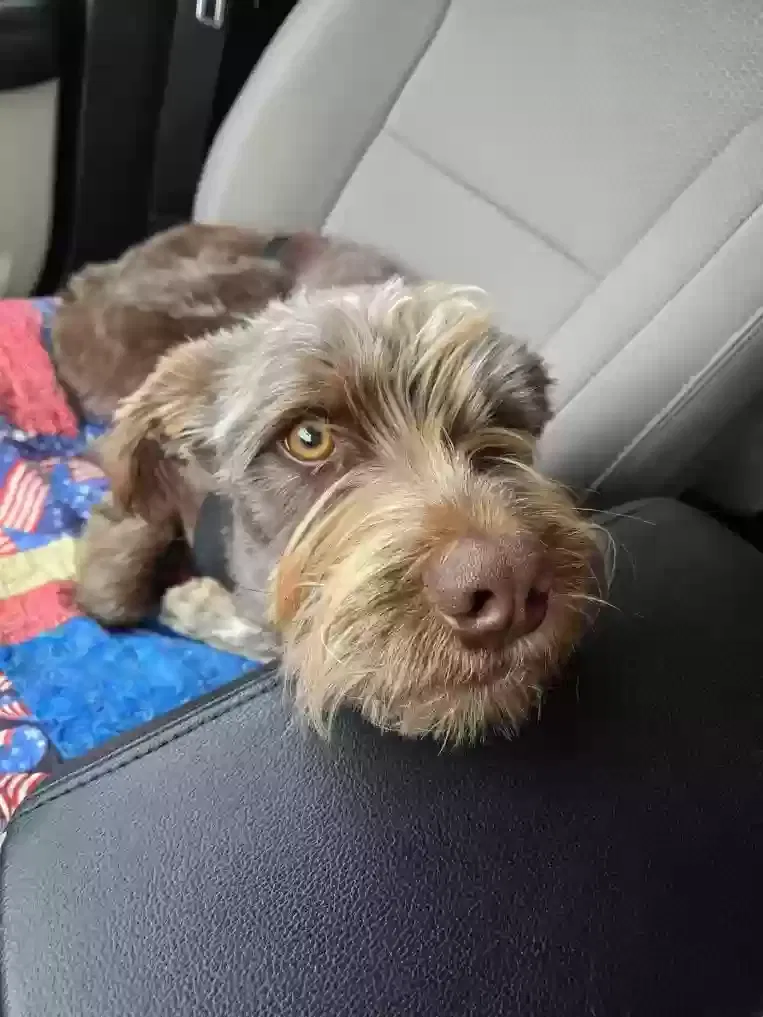 Lost dog in San Antonio, TX, 78245