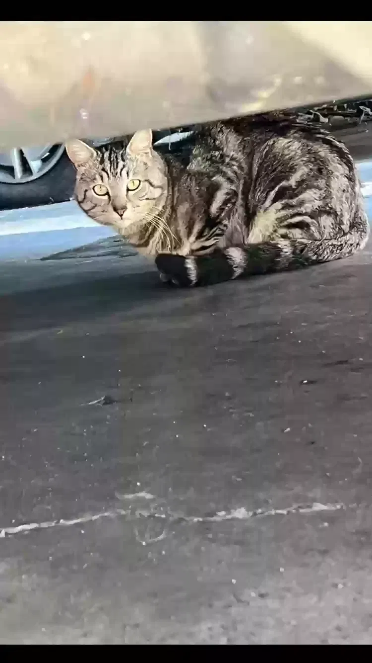 Lost cat in Covina, CA, 91722