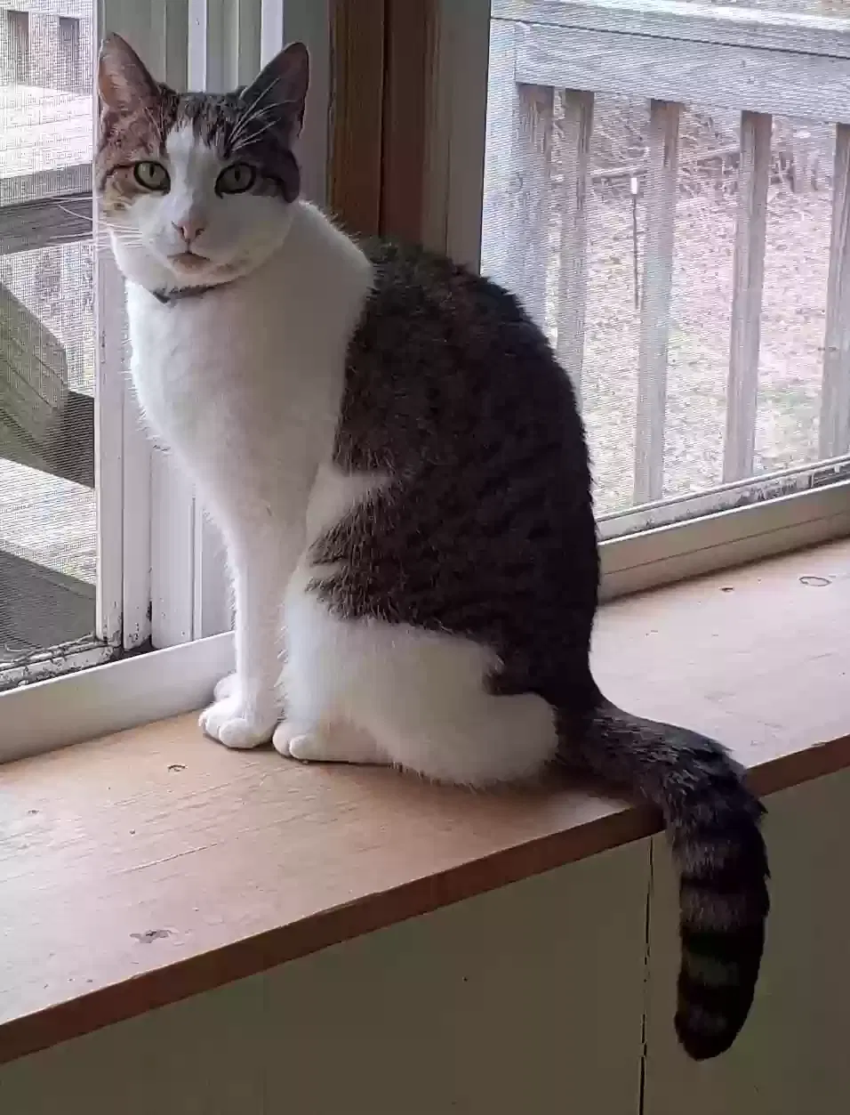 Lost cat in Walkertown, NC, 27051